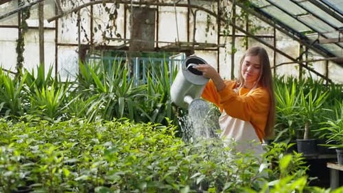 Woman Farm Worker in Uniform and Apron Pouring Plants in Greenhouse