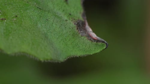 Burning leaf close-up symbolizes decay and environmental fragility