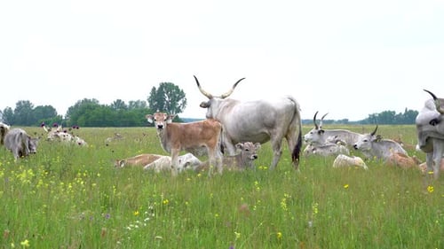 Hungarian Grey Cattle Grazing, Resting in Large Grass Field