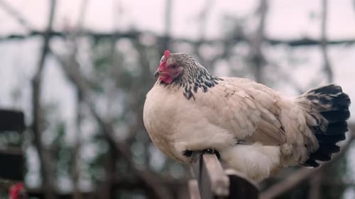 Portrait Chicken on Farm in Nature Hens in Free Range Farm Chickens Walking in the Farm Bird Yard