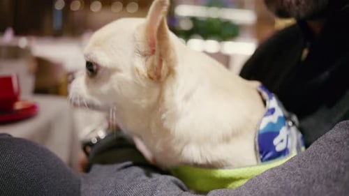 Primer plano de un pequeño perro chihuahua descansando con los ojos cerrados en un cálido ambiente interior