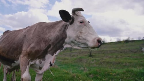 Milchkuh auf dem Feld. Schöne geile Kuh, die in die Kamera schaut.