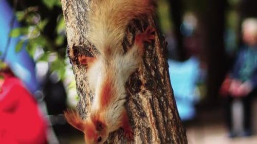 A Big Fluffy Squirrel Quickly Jumped Down the Trunk of the Tree Going Down