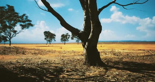Arid Desert Landscape with Isolated Tree