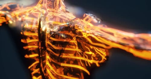 Visualization of Human Blood Vessels Veins and Arteries
