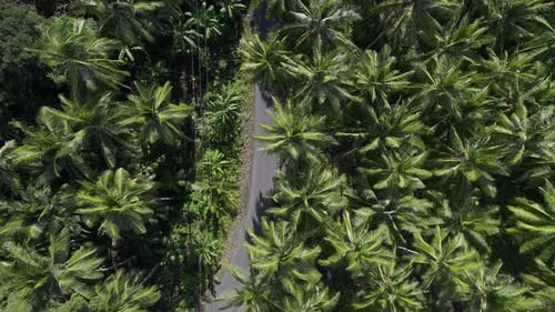 A breathtaking 4K aerial shot of coconut trees with a road running through the scene
