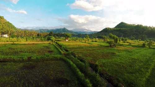 Drone aerial shot from Bali island shining radiant sunset or sunrise with blooming riсe fields