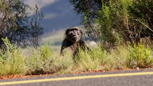 A Baboon Resting And Looking At The Camera