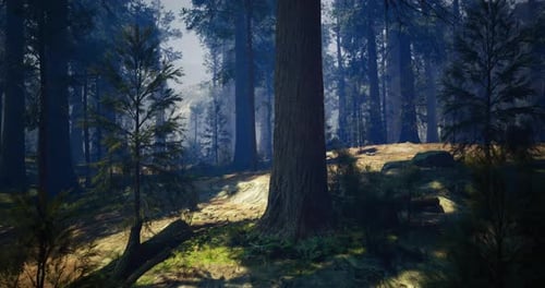 Misty Forest Landscape with Towering Trees and Soft Sunlight Filtering Through