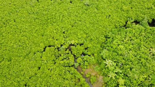 Mangrove Canopy with Dense Green Foliage Siargao Philippines