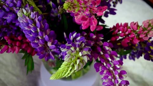 A Bouquet of Lupines Multicolored Summer Flowers Pink and Purple on Grey Background Lupine Flower
