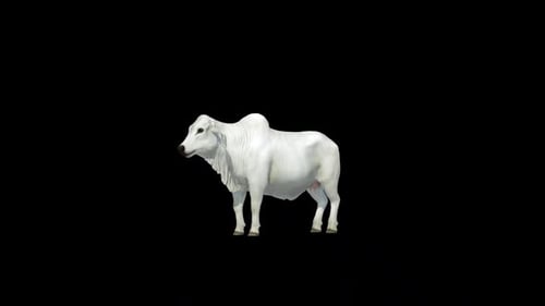 White Brahman Cow Idle Loop