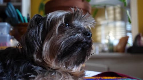 Yorkshire Terrier Dog Lying on Bed in Bedroom - Shallow Focus Slow Motion
