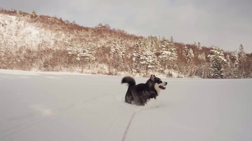Active Alaskan Malamute Running On Deep Snow Landscape Near Forest Mountains. Wide Shot