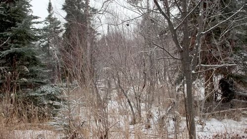 Northwoods Winter Landscape with Falling Snow