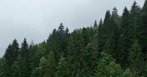 Green Mountain Forest with Clouds and Fog