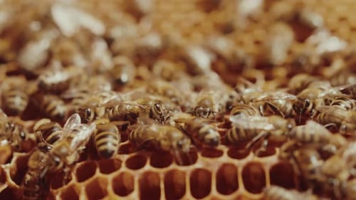 Arbeiterbienen arbeiten im Bienenstock an Waben. (4K-Aufnahme)