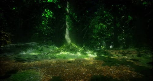 Majestic Forest Filled with Lush Greenery and Sunlight Illuminating the Ground