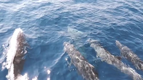 Dolphins swiming and jumping on the wild