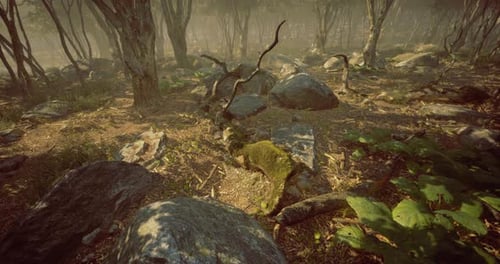 Lush Forest Landscape at Dawn Revealing Rocks and Vibrant Greenery