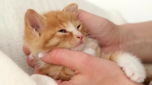 Ginger Kitten Falling Asleep in Hands of Owner Striped Domestic Red Kitty Lying on Hands Sleep Cat