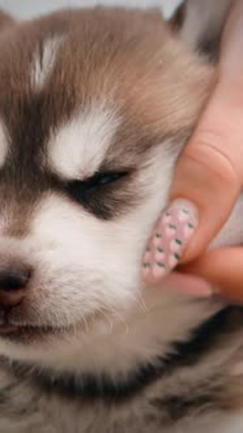 Close Up Portrait Fourweekold Husky