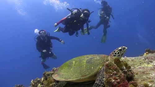 Scuba Divers Encounter Sea Turtle on Coral Reef