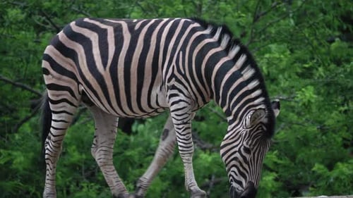 Ein gestreiftes schwarz-weißes erwachsenes Zebra steht und geht auf Stein