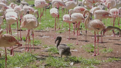 Mixed flock of Greater and Lesser Flamingos walking across grassy landscape, chick in foreground