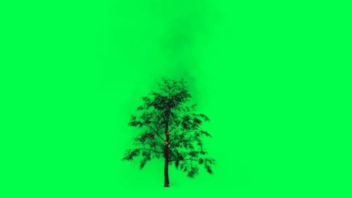 tree burning on transparent background