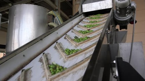 Oil Mill in Sicily. Green Olives being transported on a big conveyer belt.