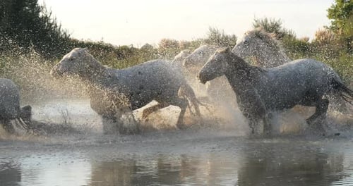 Camargue-Pferd, Herde, die durch den Sumpf trabt oder galoppiert, Saintes Marie de la Mer in der Camargue
