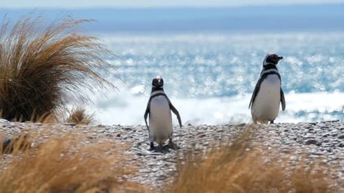 Magellanic penguins (Spheniscus magellanicus) walk on the shore of the Atlantic Ocean
