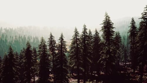 Sunset in the Mountains with Forest and Shining Sun