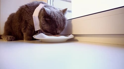 Le chat mange de la nourriture en gros plan. Un chat de race britannique a reçu un cadeau pour son anniversaire : un gâteau à la viande festif.