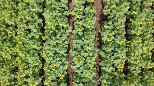 Aerial footage across a large Sunflower field.
