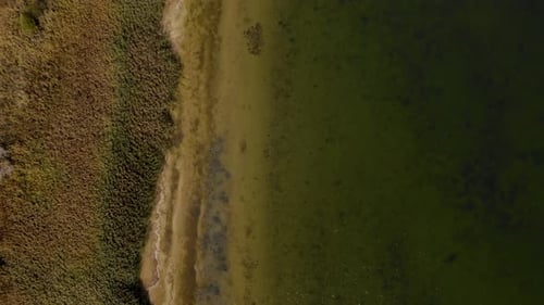 Reeds on shore of lake with calm water on brown green colors, bird's eye view