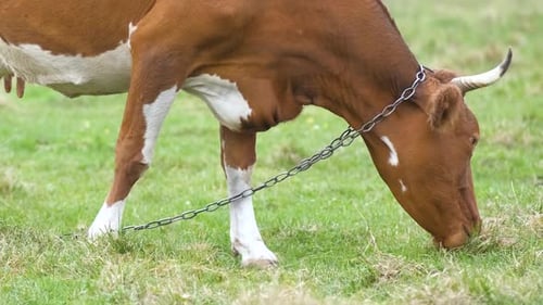 Braune Milchkuh weidet auf grünem Gras auf Farm Grassland
