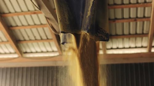 Big Amount of Wheat Pouring From Sack Into Grain Storage