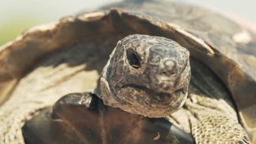 Porträt Die alte Landschildkröte bewegt ihre Vorderbeine und ihren Kopf