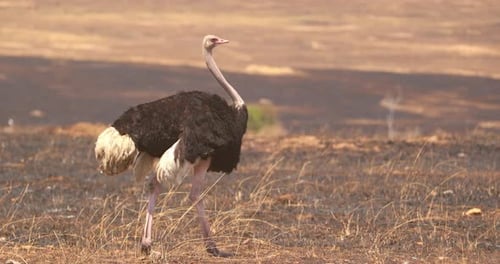 Male Masai Ostrich Walking In The Savannah In Maasai Mara National Reserve In Kenya, Africa. - wide