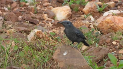 Rostige Amsel im Wald auf der Suche nach Nahrung.