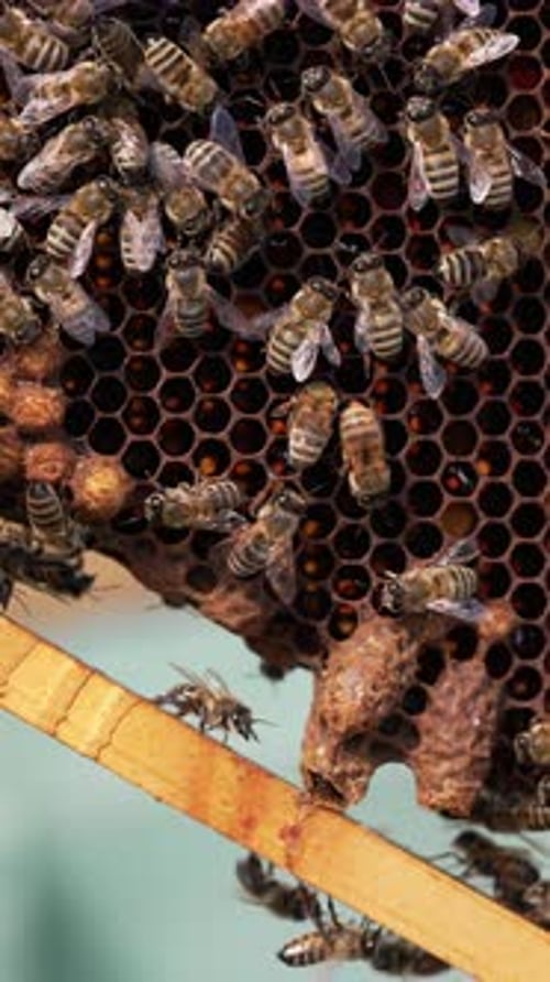 Bees Building Honeycomb and Making Honey