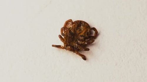 Tick lies upside down and wiggles its legs. Ventral view of injured meadow tick, not being able to w