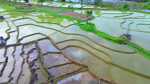 Beautiful morning view indonesia Panorama Landscape paddy fields with beauty color and sky natural
