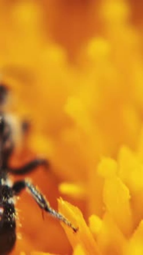 Insect Walking Inside of Orange Flower Petals