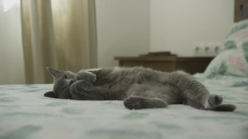 Cute Grey Cat Relaxing on Bed Indoors