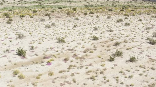 Aerial view of wildflowers, Anza Borrego State Park, California, USA. Tilt up shot revealing hills