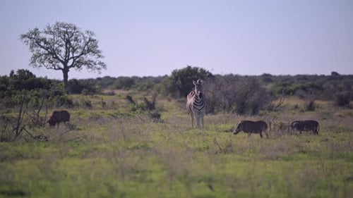 Zebra and warthogs seen in field