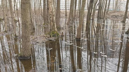 the Reflection of Trees on the Water in the Pool in Park Trees Trunks in Water